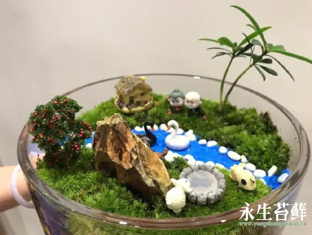 永生苔藓微景观