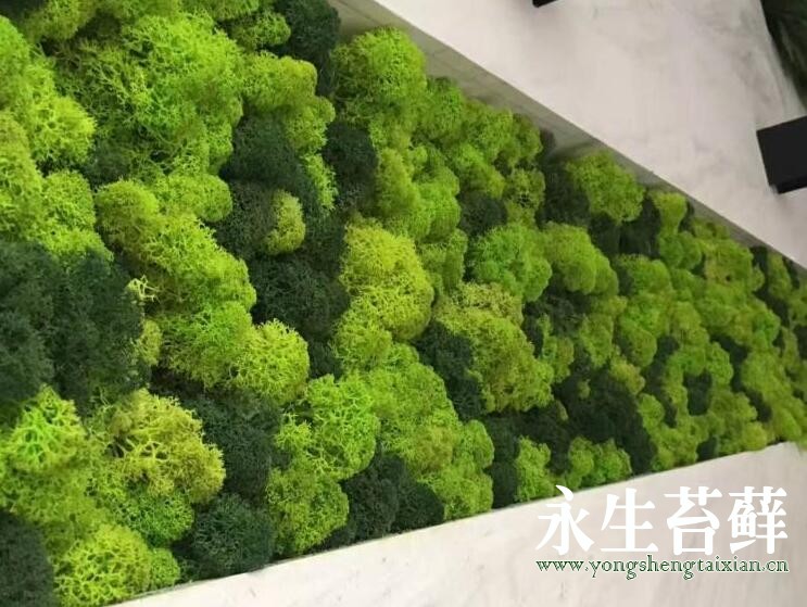 仿真苔藓植物墙