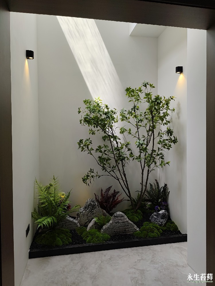甘肃苔藓景观